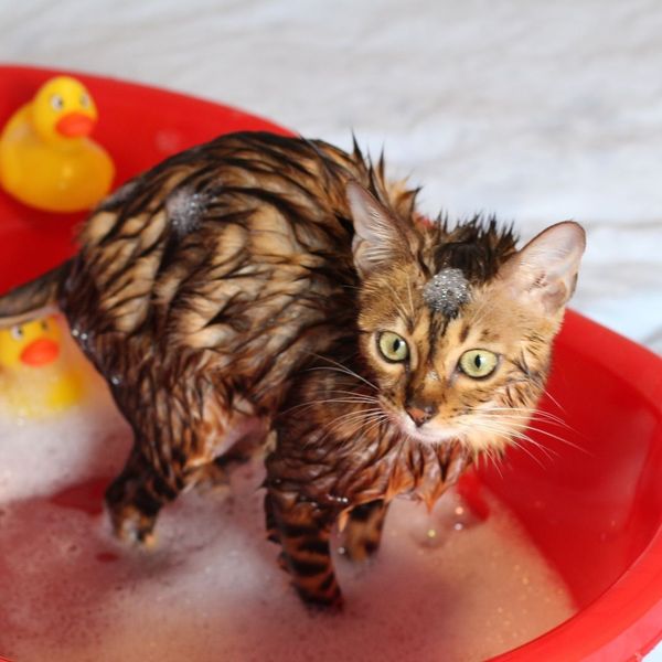 4 Expert Tips for Stress-Free Cat Bathing (3).jpg