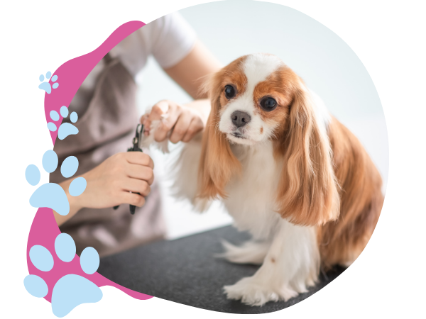 dog groomer trimming nails