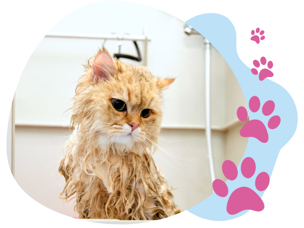 cat getting bath at groomer