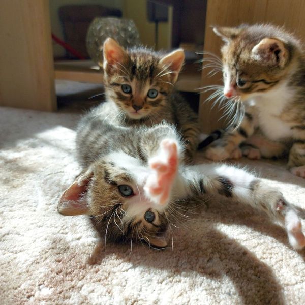 Why Cat Grooming is Essential for Your Feline's Health (4).jpg