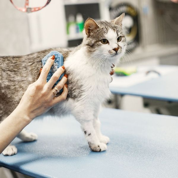 4 Expert Tips for Stress-Free Cat Bathing (4).jpg