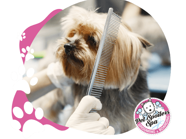 dog being groomed