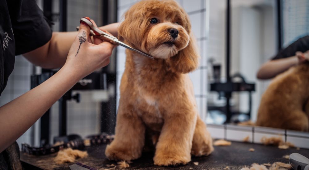 dog being groomed