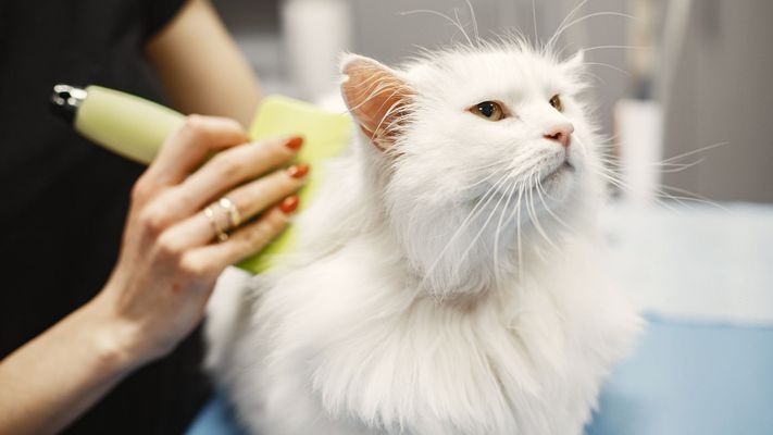 Why Cat Grooming is Essential for Your Feline's Health Hero.jpg