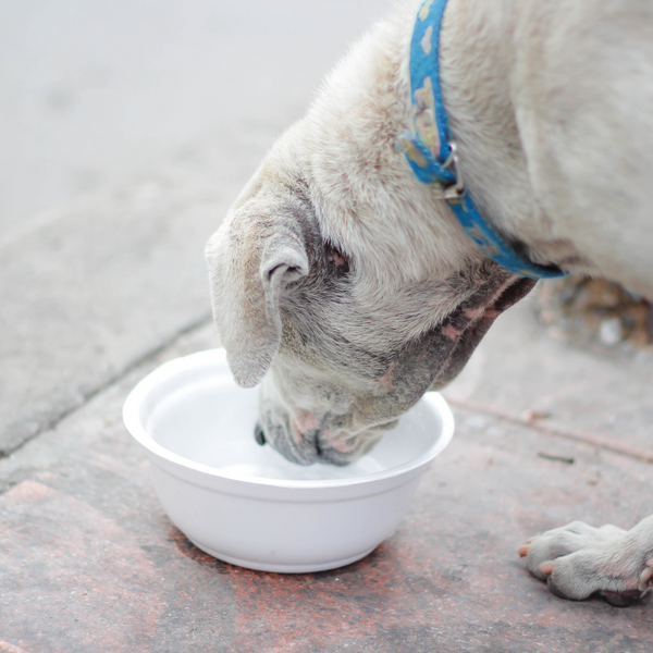 Keeping Your Pets Cool During The Summer 1.png