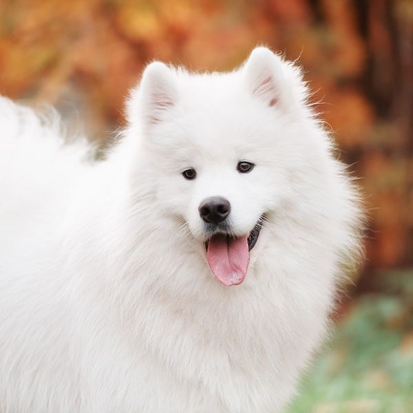 What Makes Pet Spoilers Spa a Top Choice BB Image 3.jpg