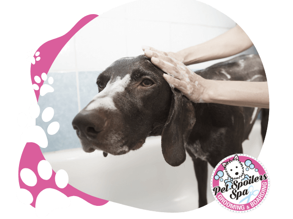 doggo getting a bath