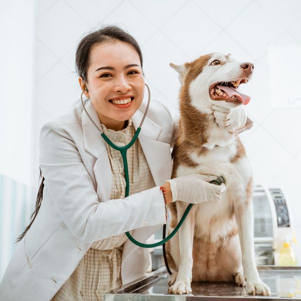 The Benefits of Regular Dog Grooming at Pet Spoilers Spa (2).jpg