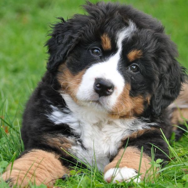 The Benefits of Regular Dog Grooming at Pet Spoilers Spa.jpg