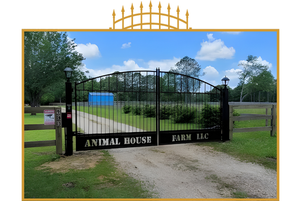 Wrought iron gate and fence. Wrought iron gate and fence.
