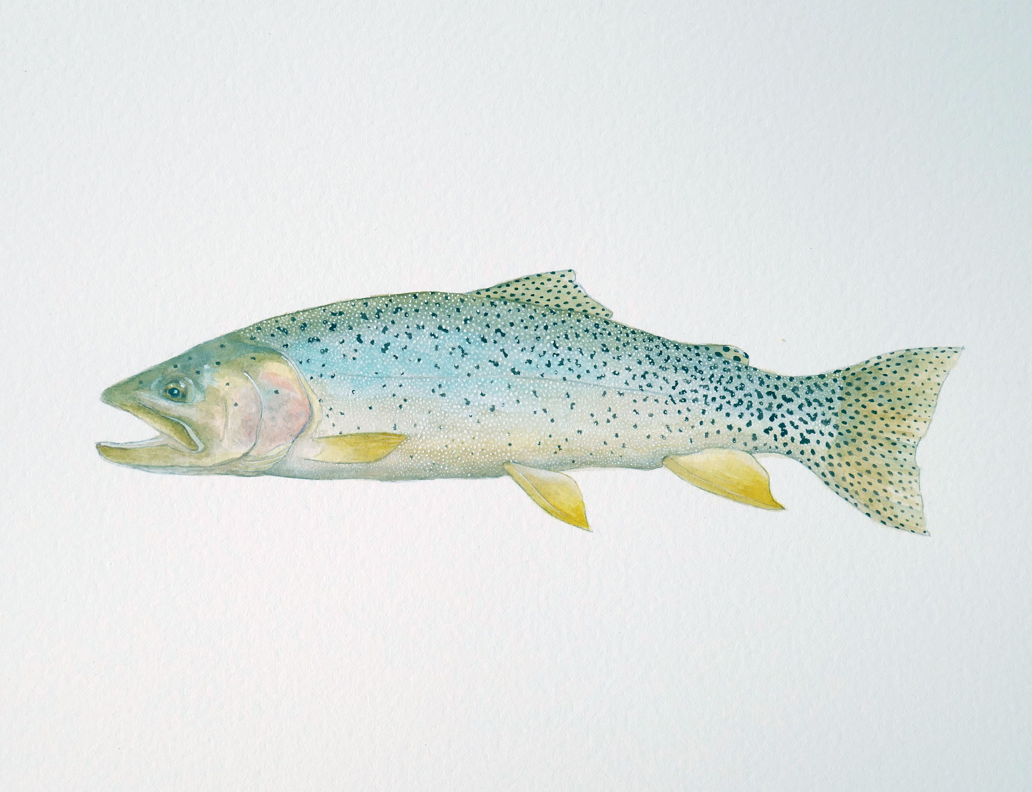 Bear Lake Cutthroat Watercolor