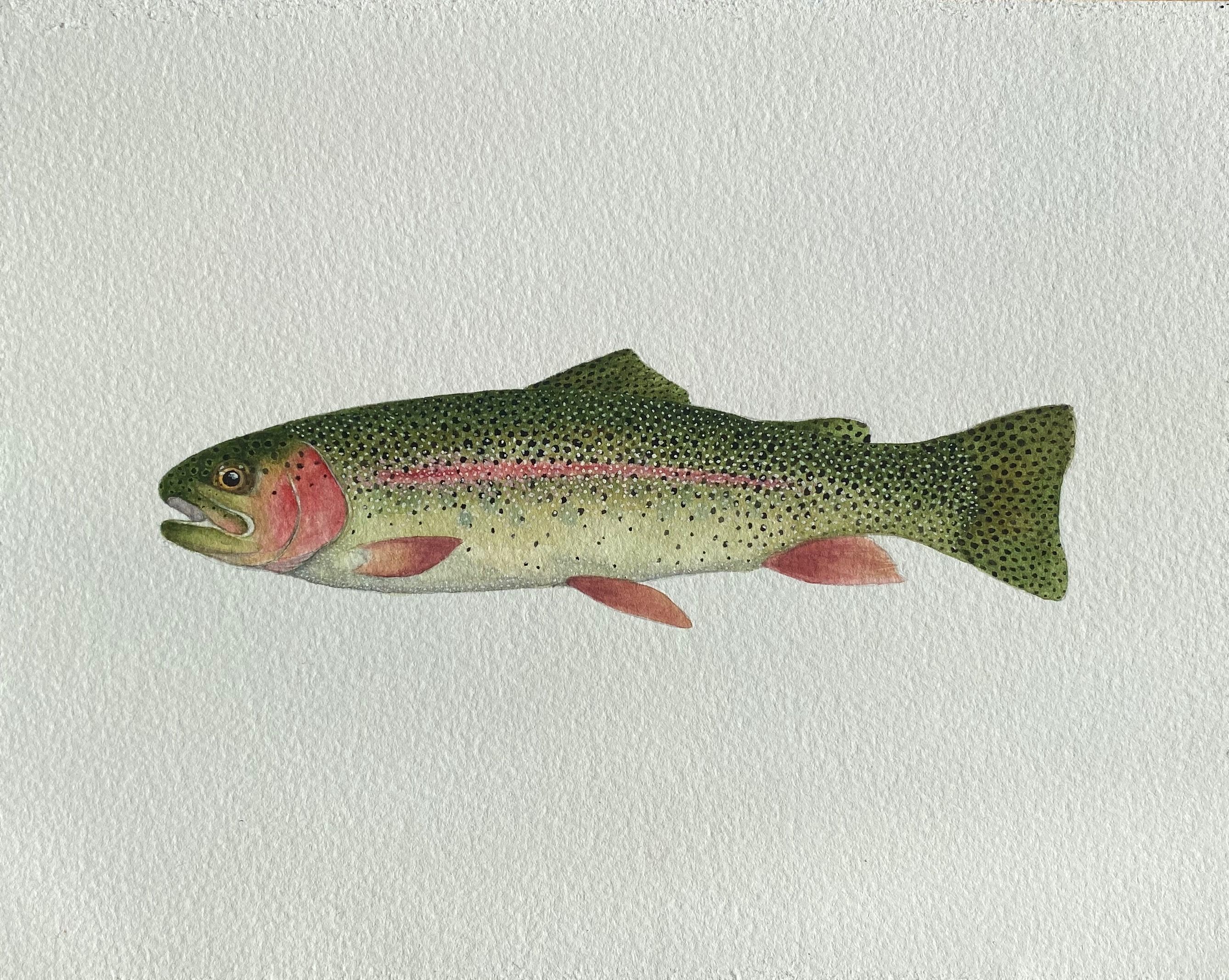 Rainbow Trout Painting