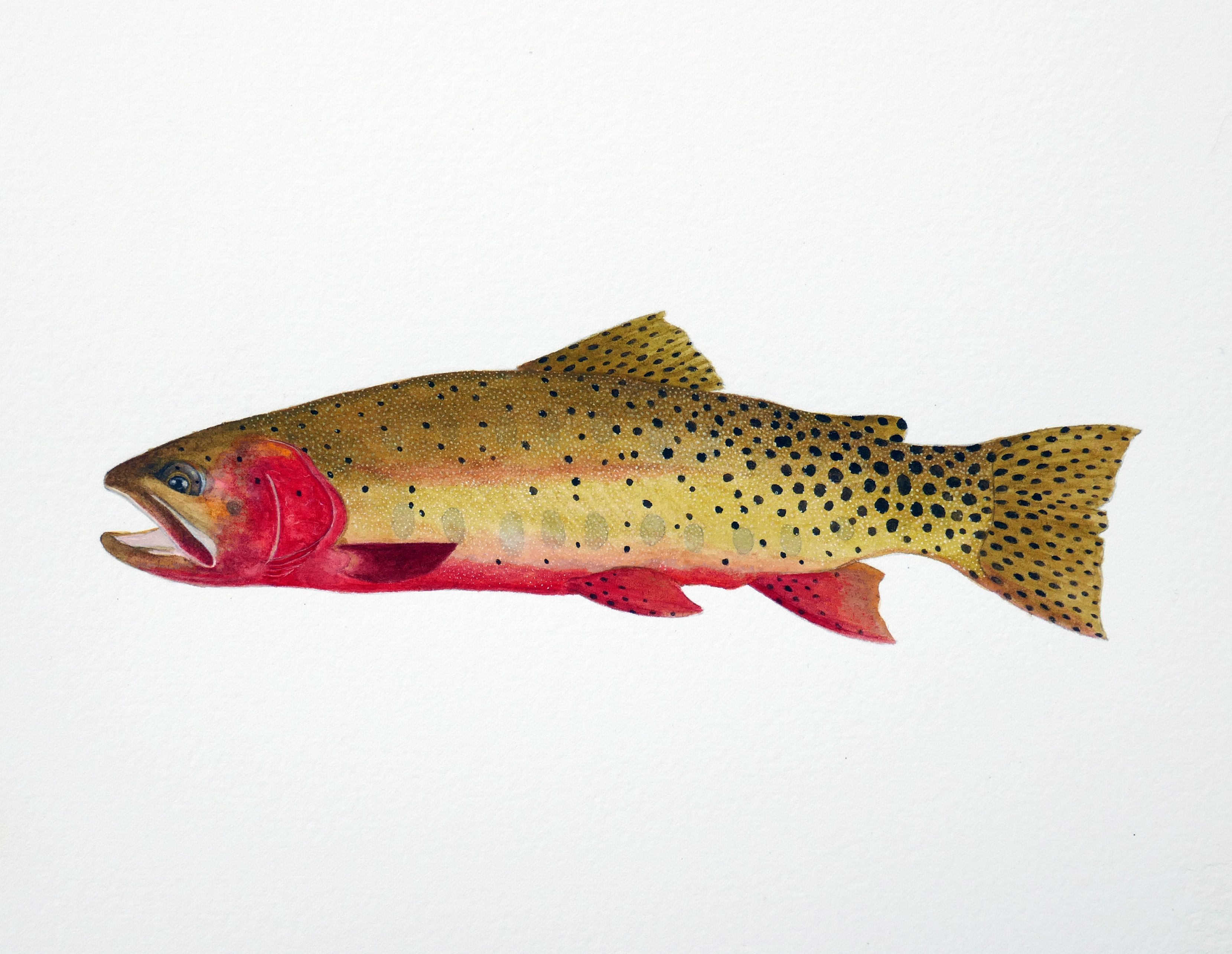 Greenback Cutthroat Watercolor