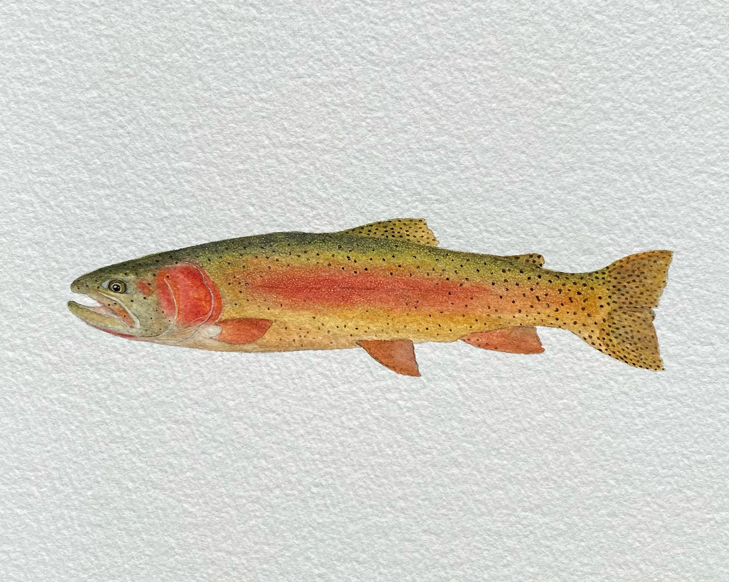 Lahontan Cutthroat Watercolor