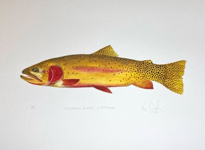 Colorado River Cutthroat Limited Edition Print