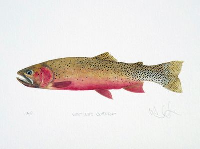 Westslope Cutthroat Limited Edition Print