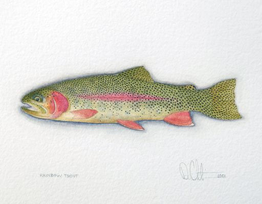 Price $495.00 Unframed Size 8.5"X11" Rainbow Trout Watercolor 2021