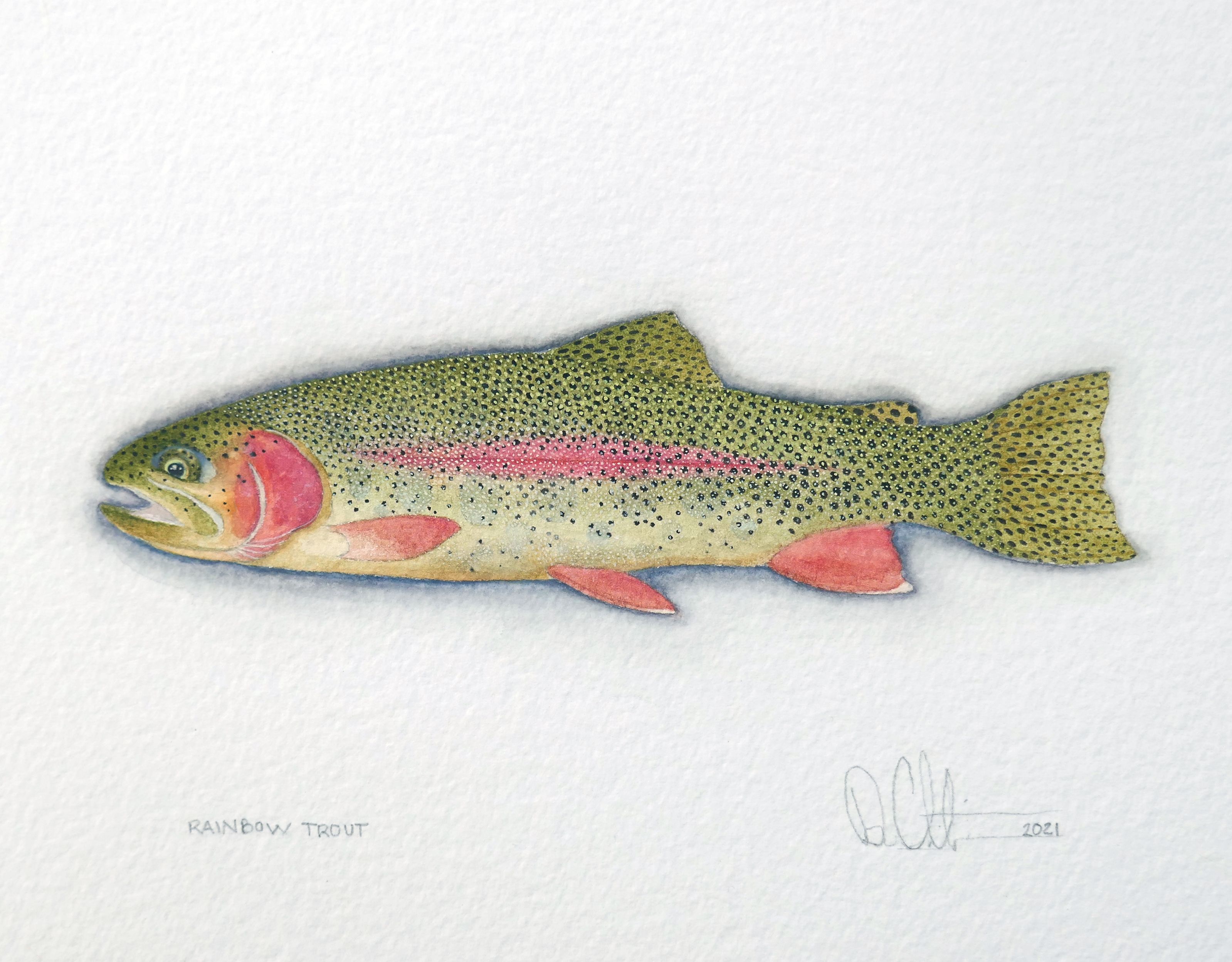 Rainbow Trout Watercolor 2021
