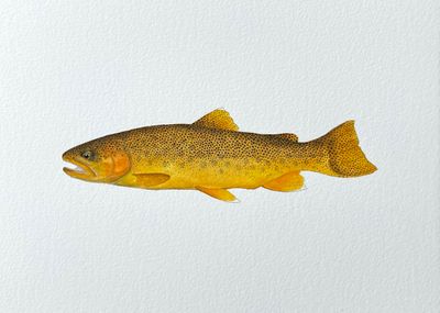 Gila Trout Limited Edition Print