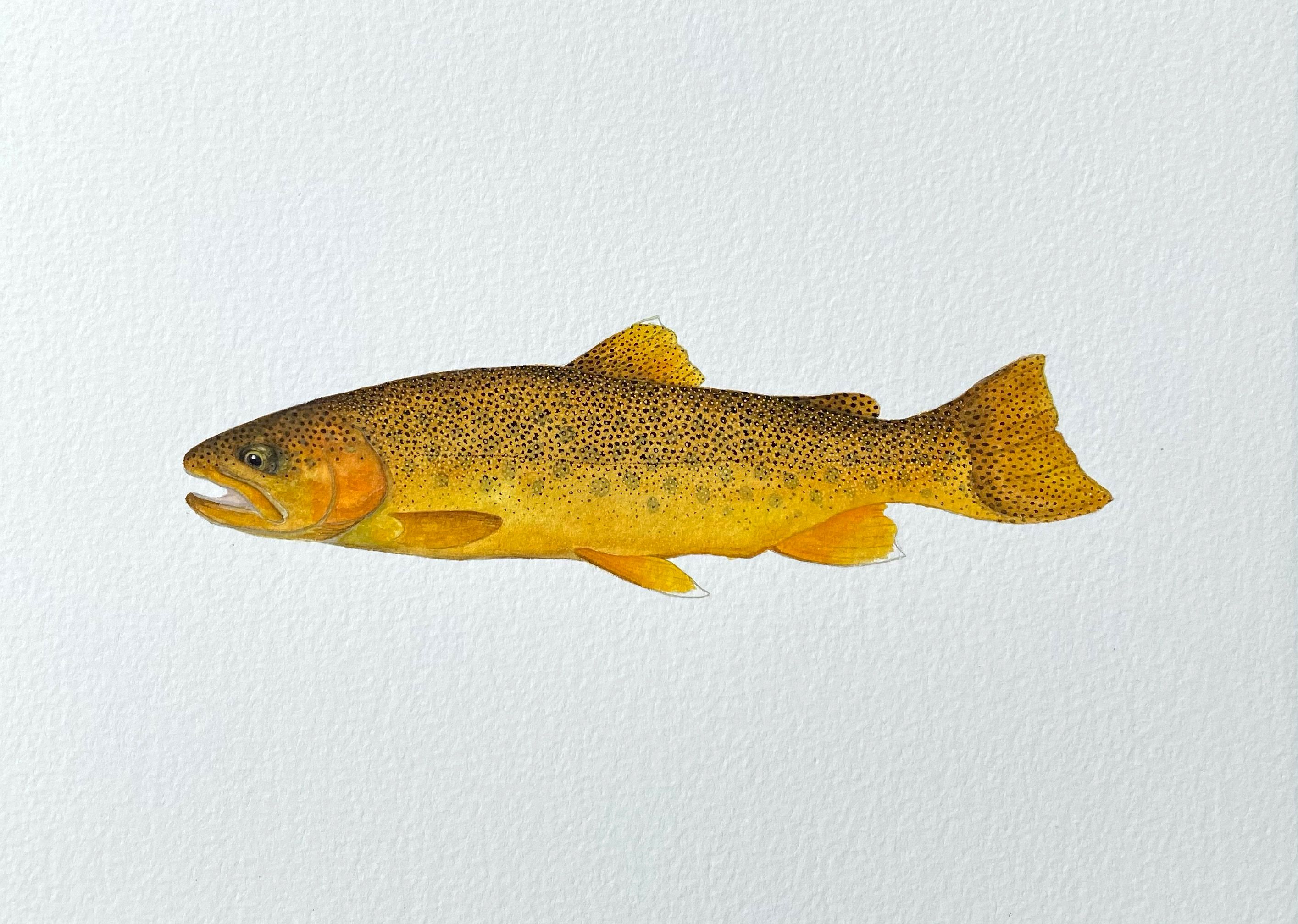 Gila Trout Limited Edition Print