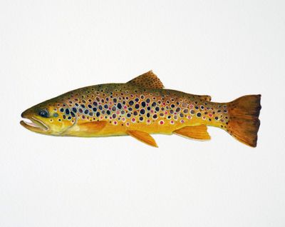 Brown Trout Limited Edition Print