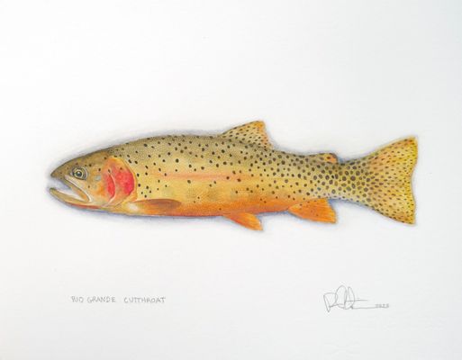 Price $495.00 Unframed Size 8.5"X11" Rio Grande Cutthroat Watercolor 2025