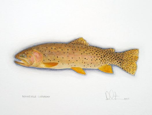 Price $495.00 Unframed Size 8.5"X11" Bonneville Cutthroat Watercolor 2025
