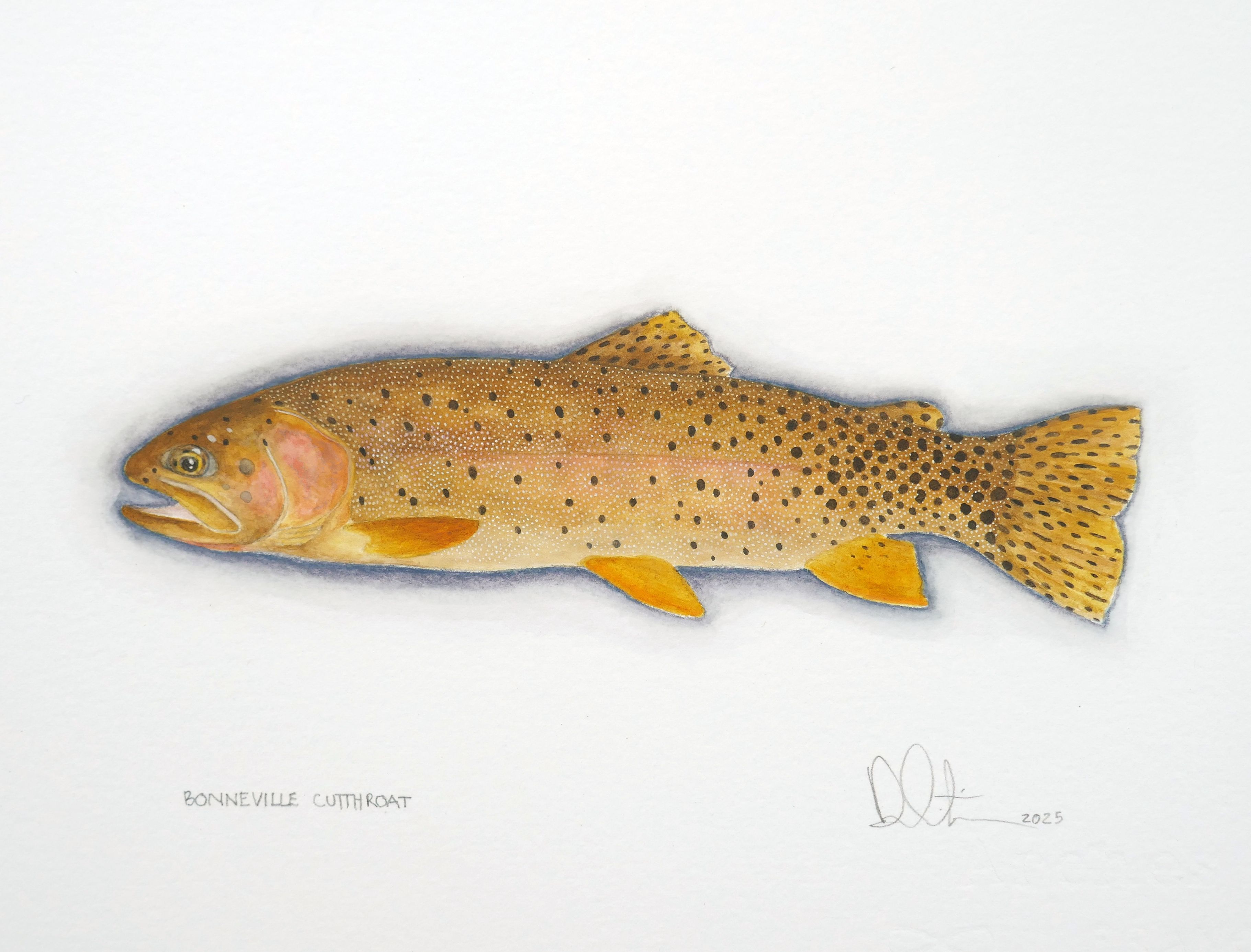 Bonneville Cutthroat Watercolor 2025