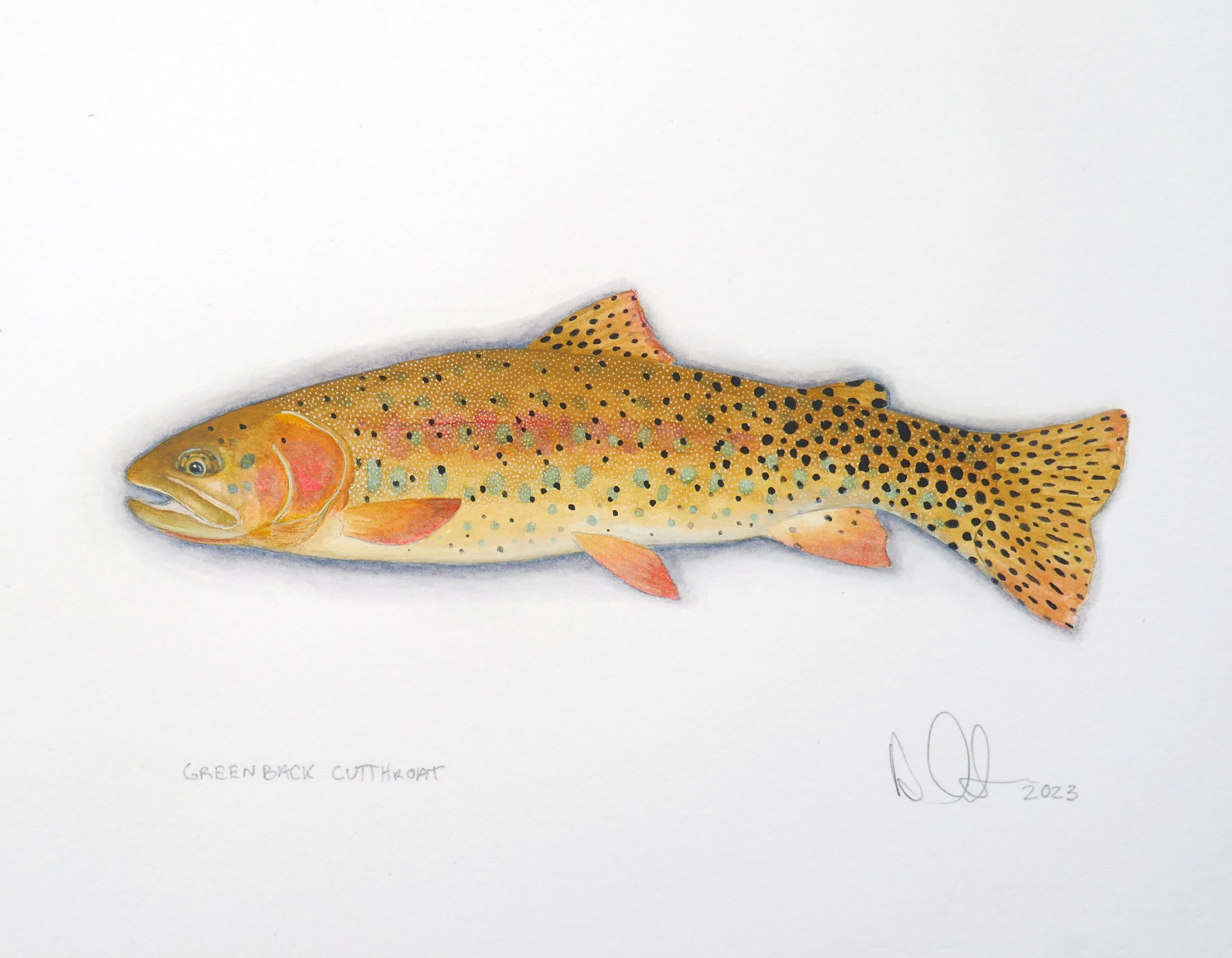 Greenback Cutthroat Watercolor 2023