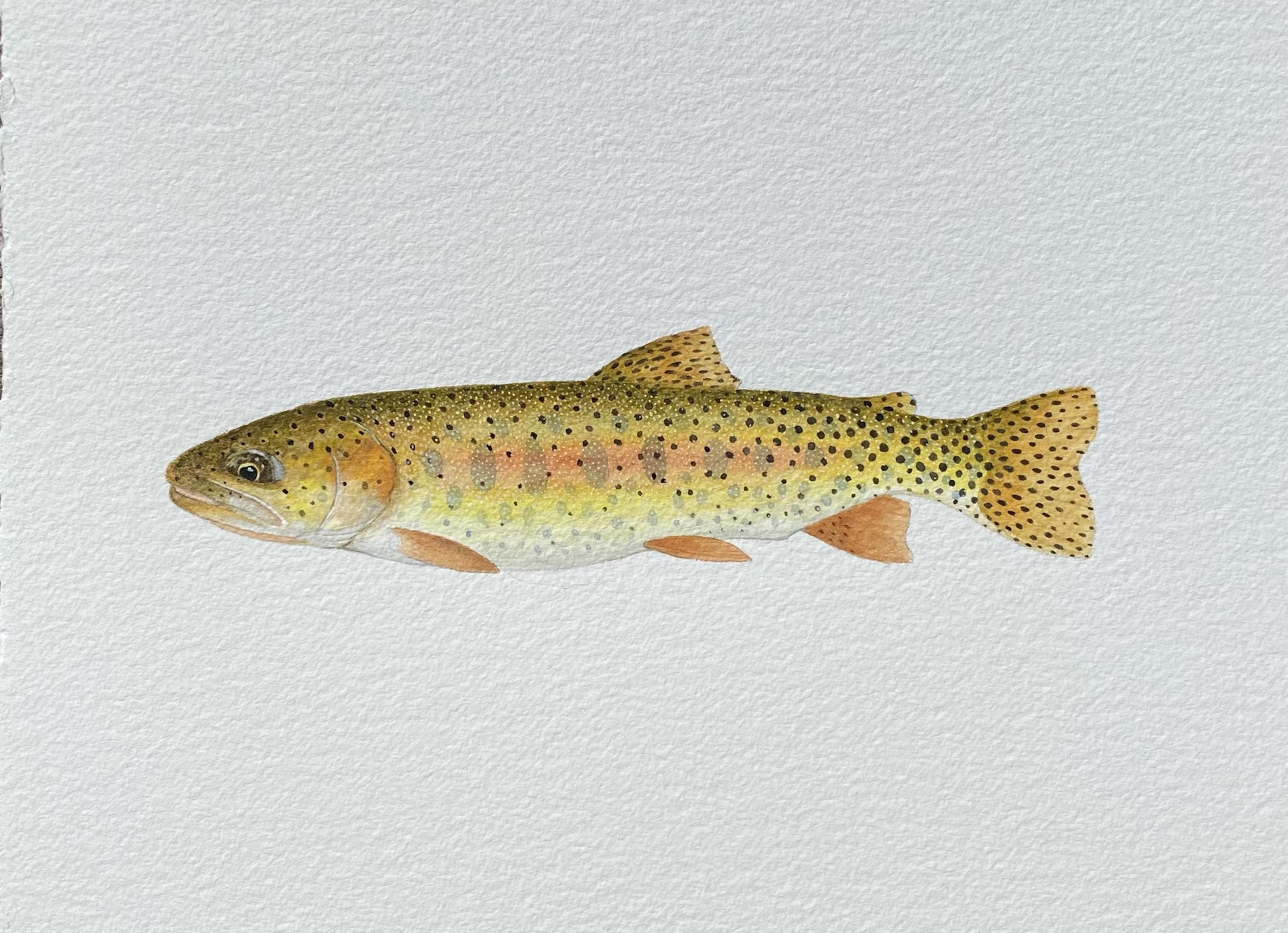 Humboldt Cutthroat Watercolor