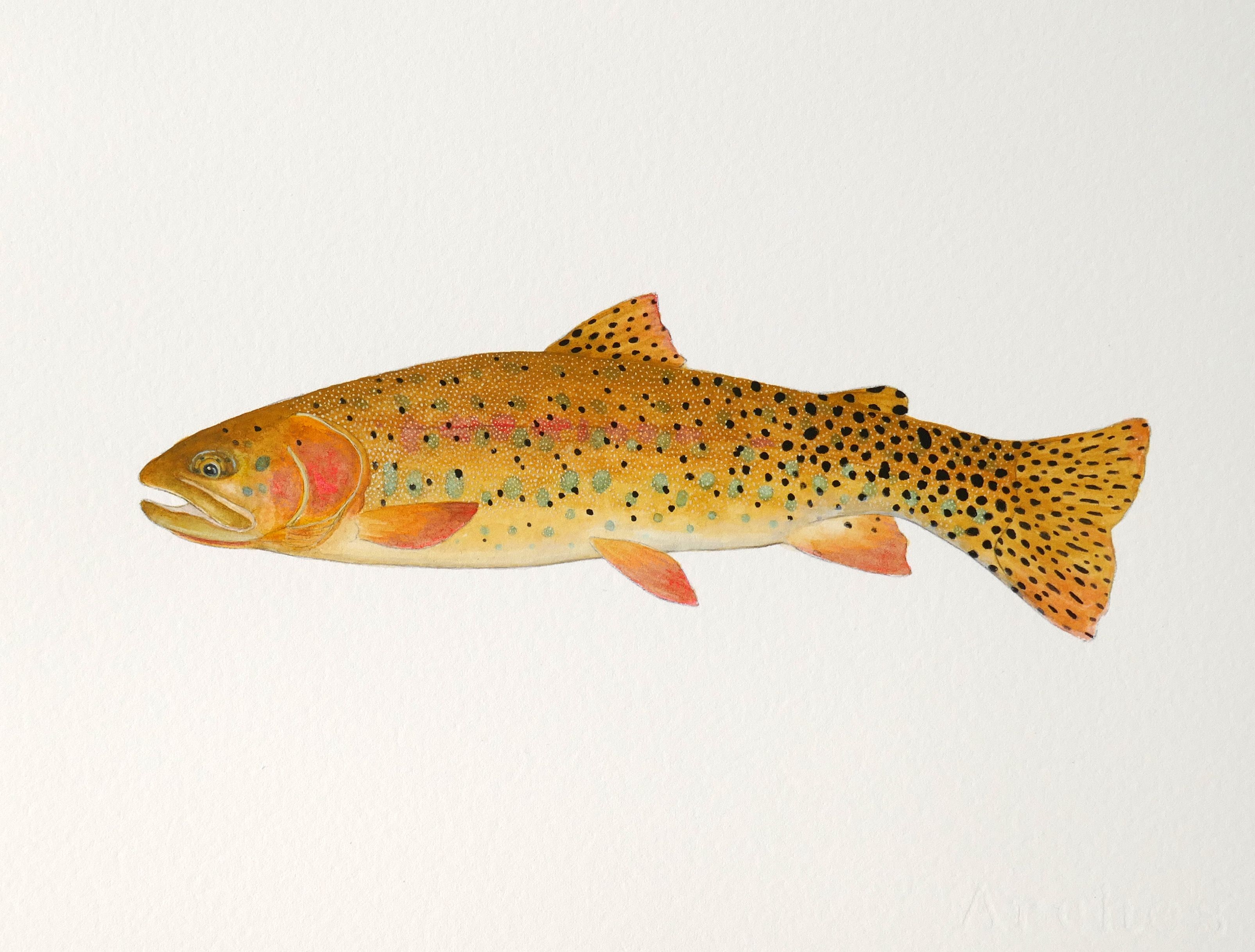 Greenback Cutthroat Watercolor