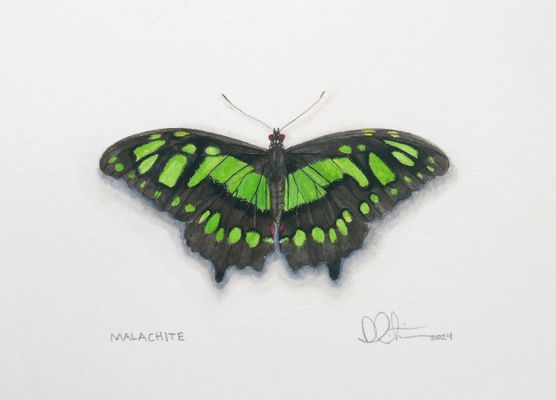 SOLD 4"X6" Malachite Butterfly Watercolor 2025