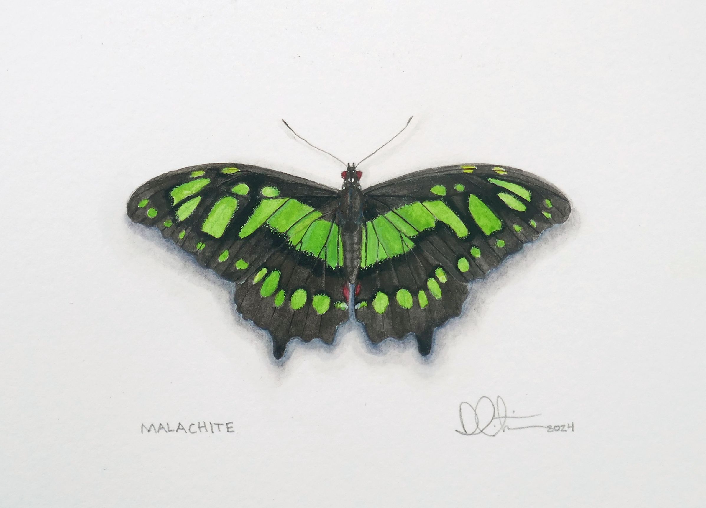 Malachite Butterfly Watercolor 2025