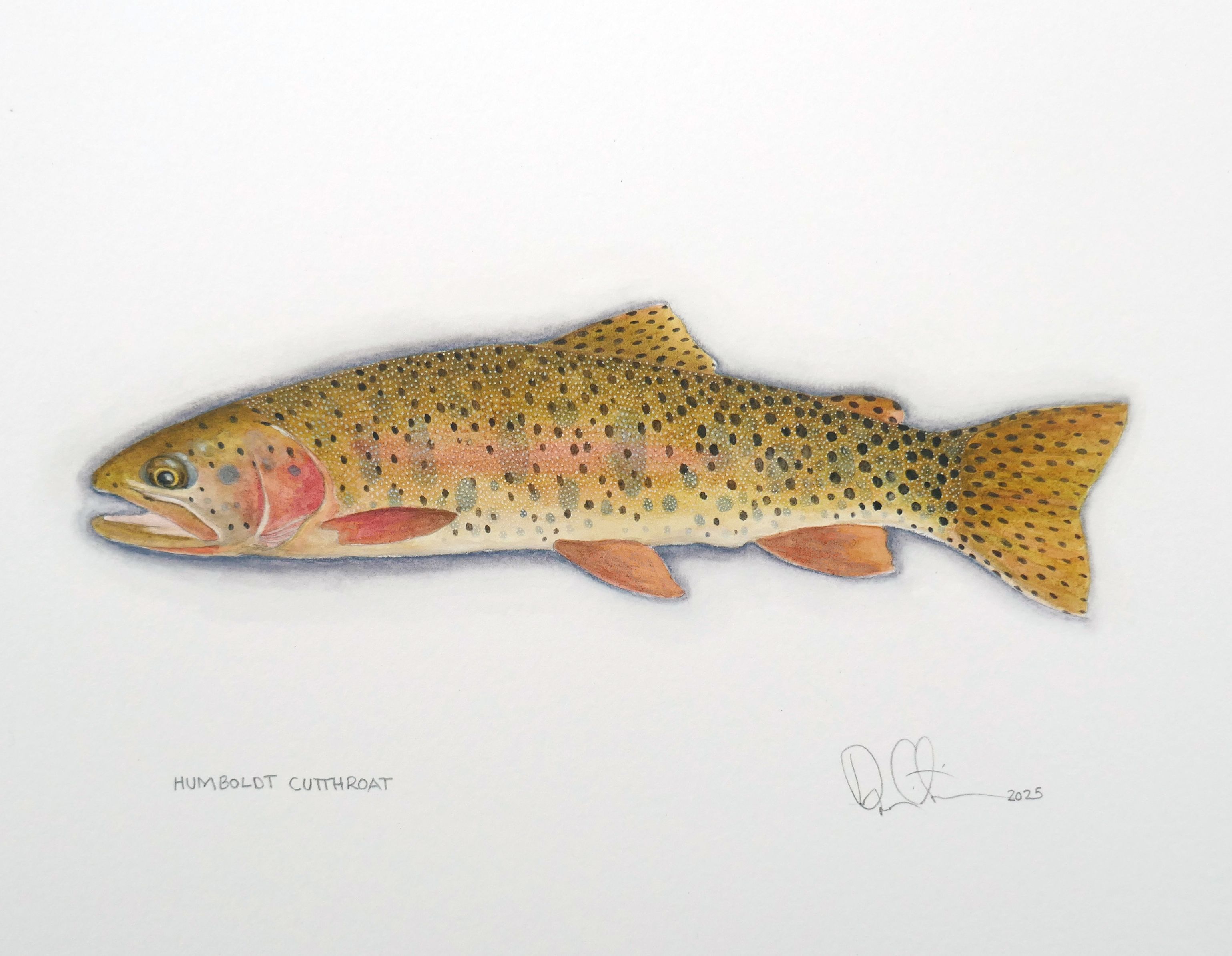 Humboldt Cutthroat Watercolor 2025