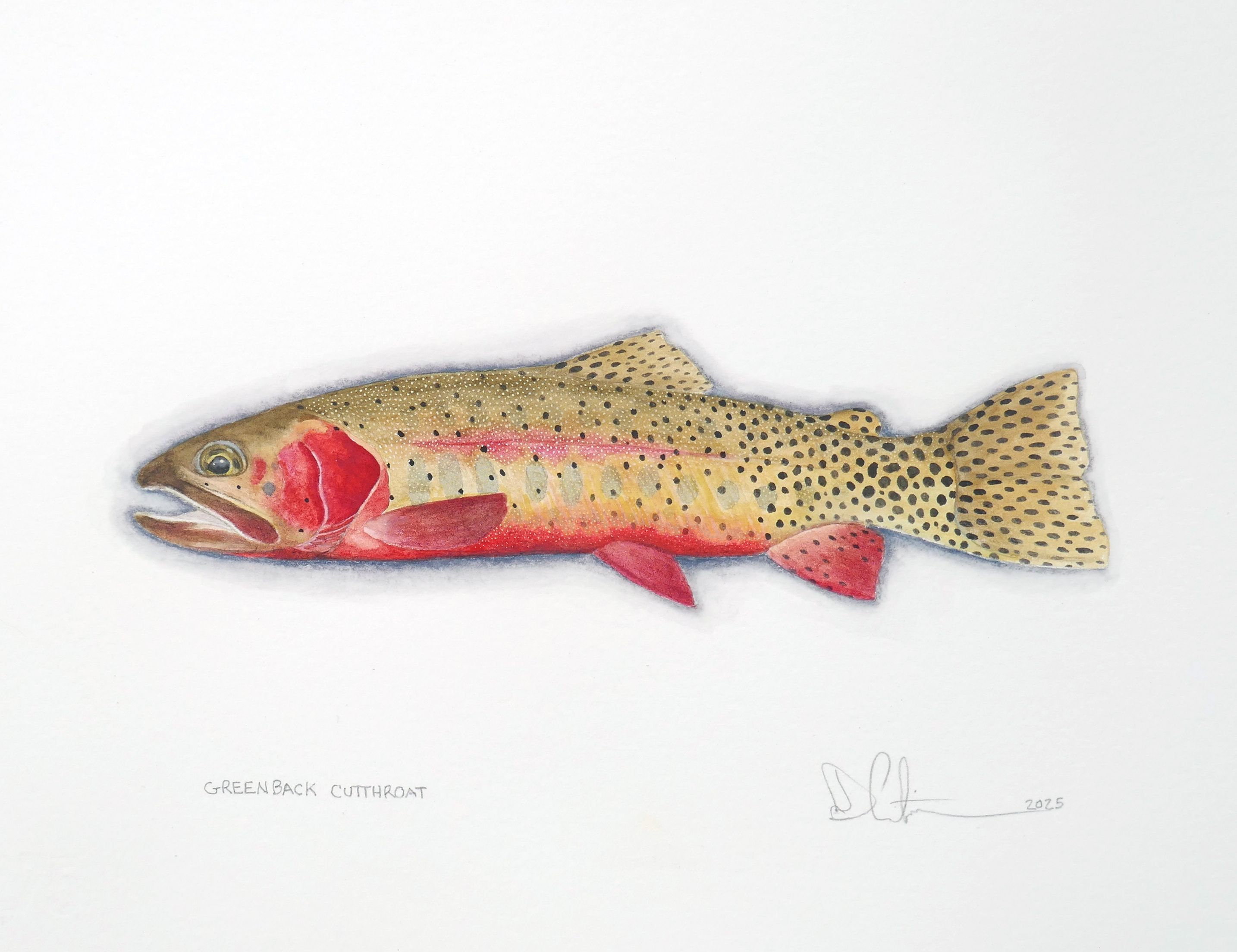 Greenback Cutthroat Watercolor 2025
