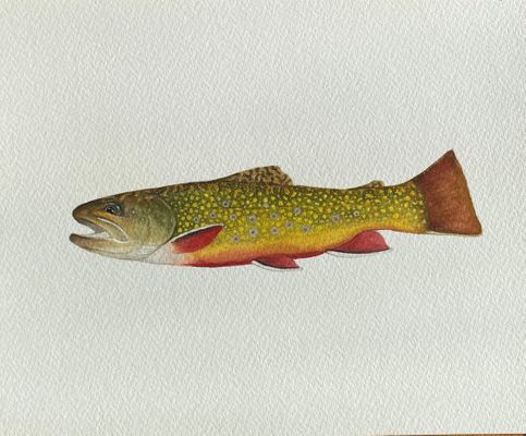 Brook Trout Painting