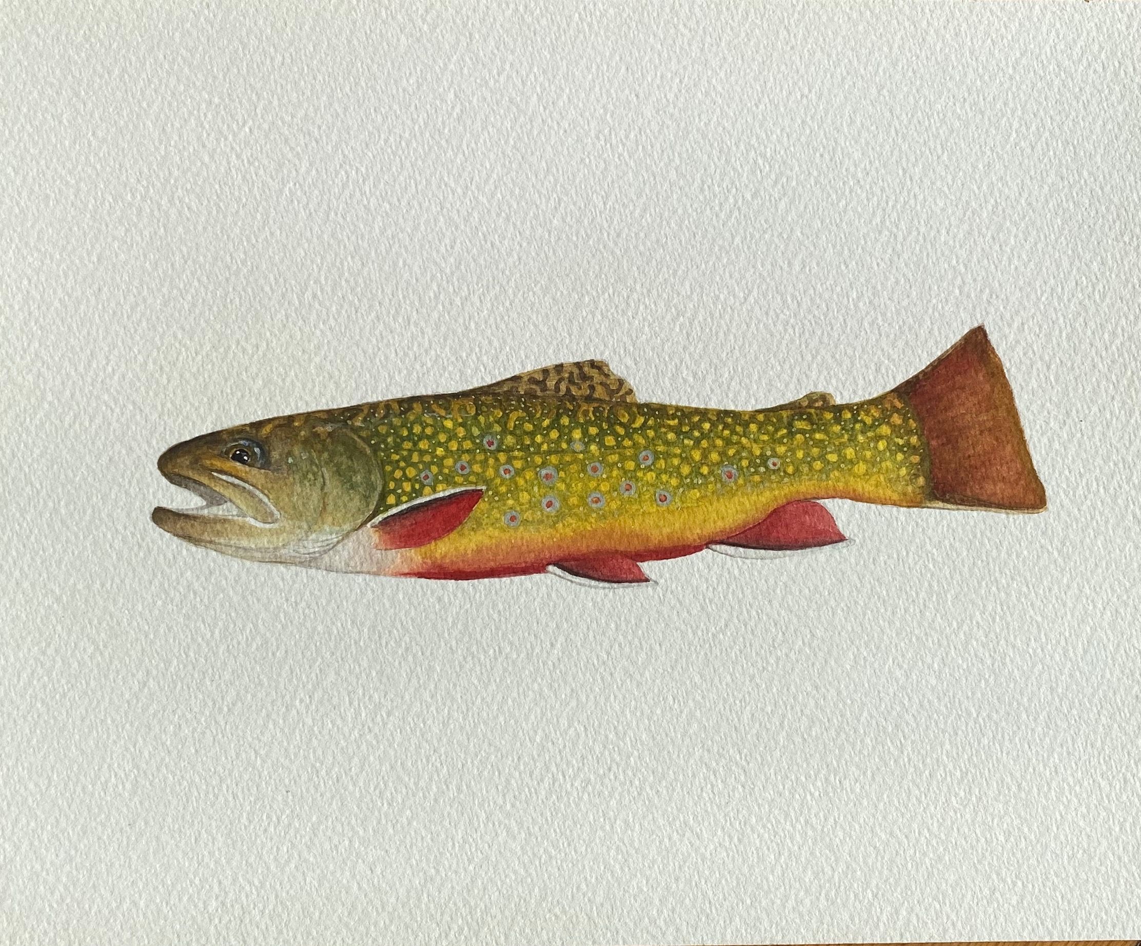 Brook Trout Painting