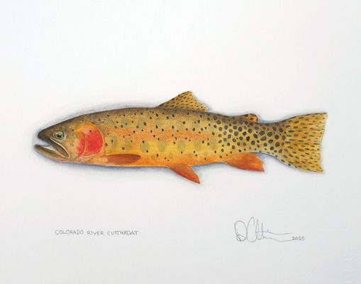Price $495.00 Unframed Size 8.5"X11" Colorado River Cutthroat Watercolor 2025