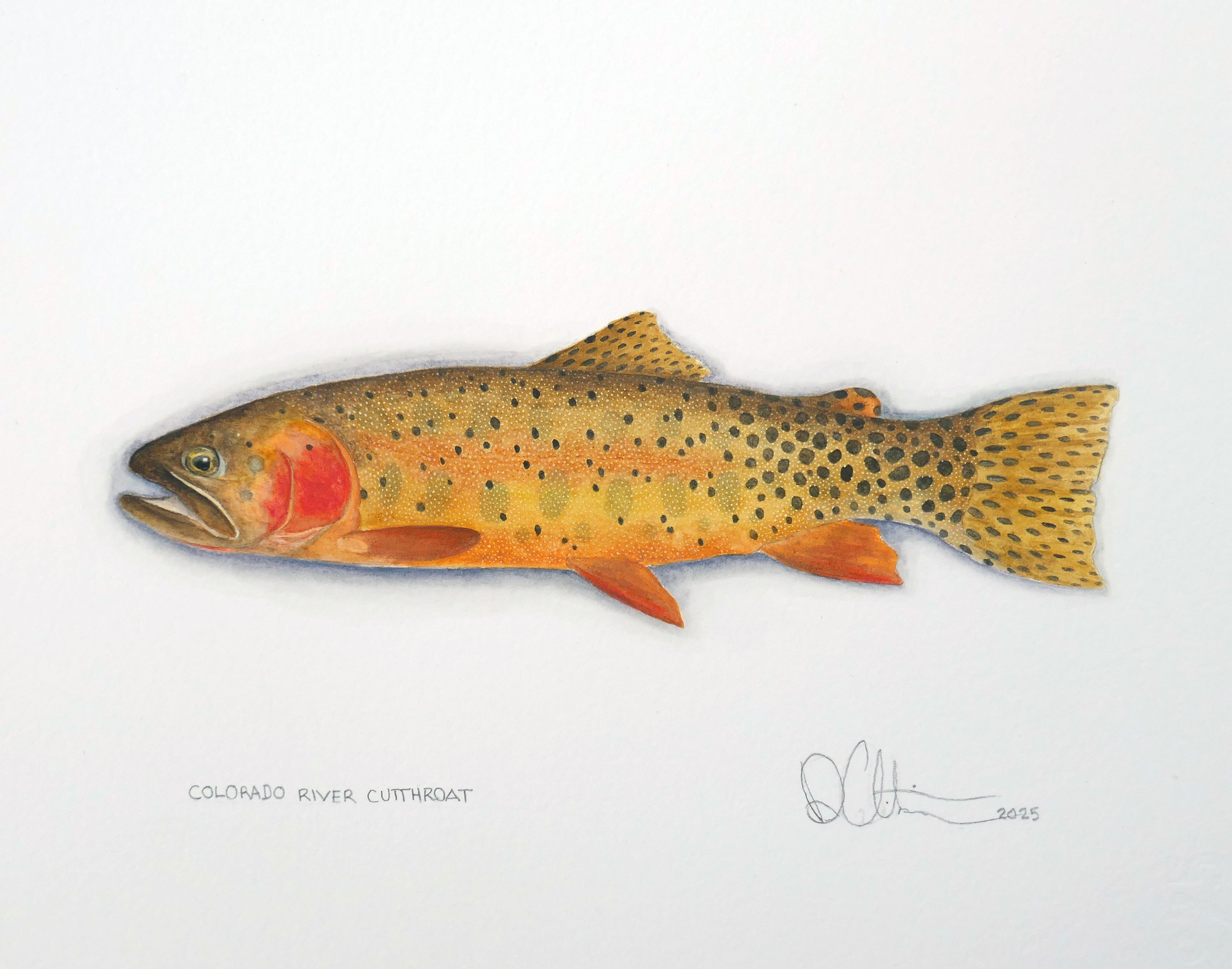 Colorado River Cutthroat Watercolor 2025