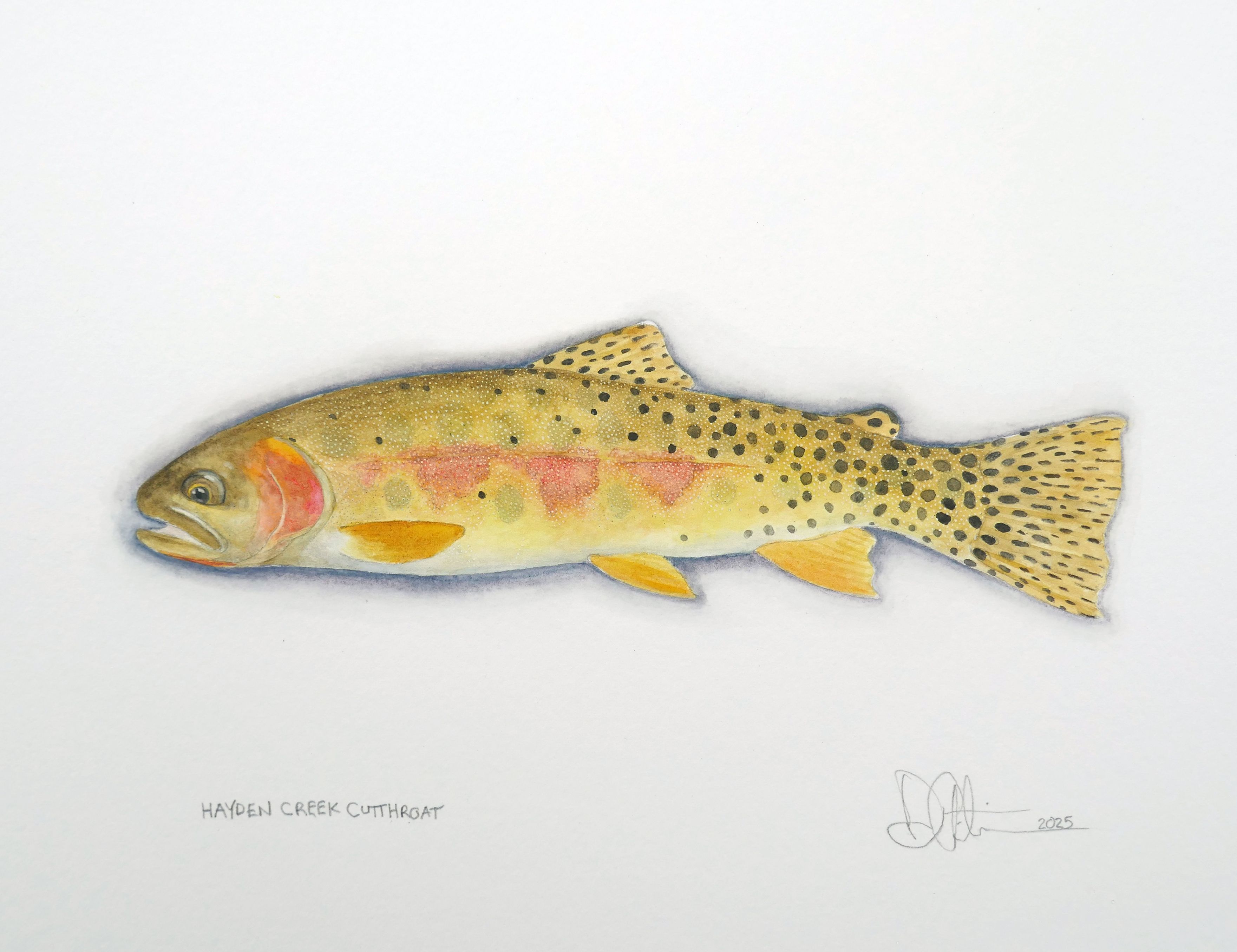 Hayden Creek Cutthroat Watercolor 2025