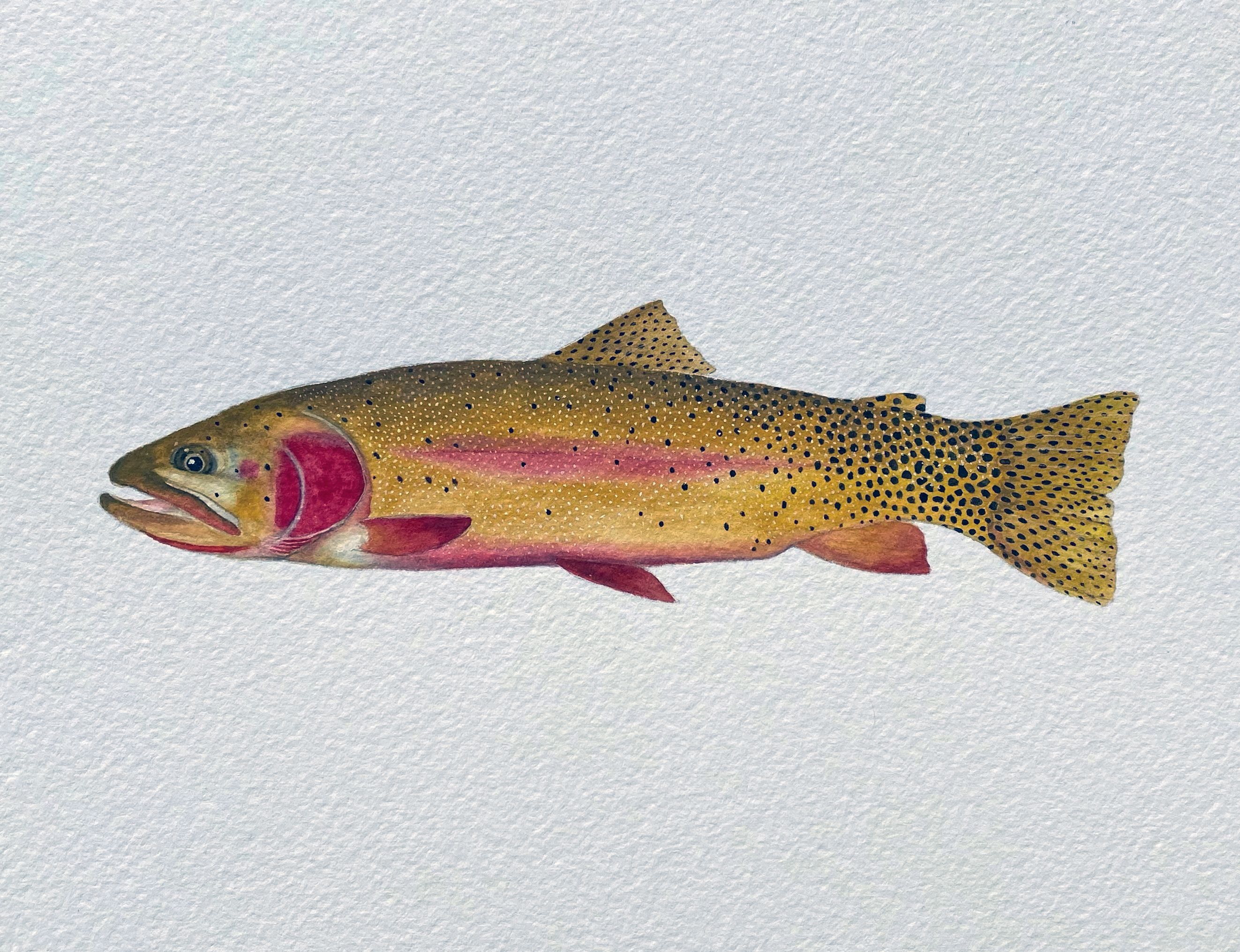 Colorado River Cutthroat Watercolor