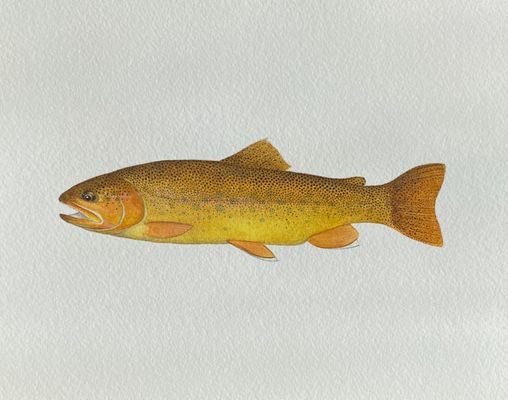 Gila Trout Watercolor