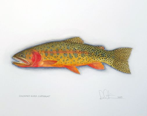 Price $495.00 Unframed Size 8.5"X11" Colorado River Cutthroat Watercolor 2021