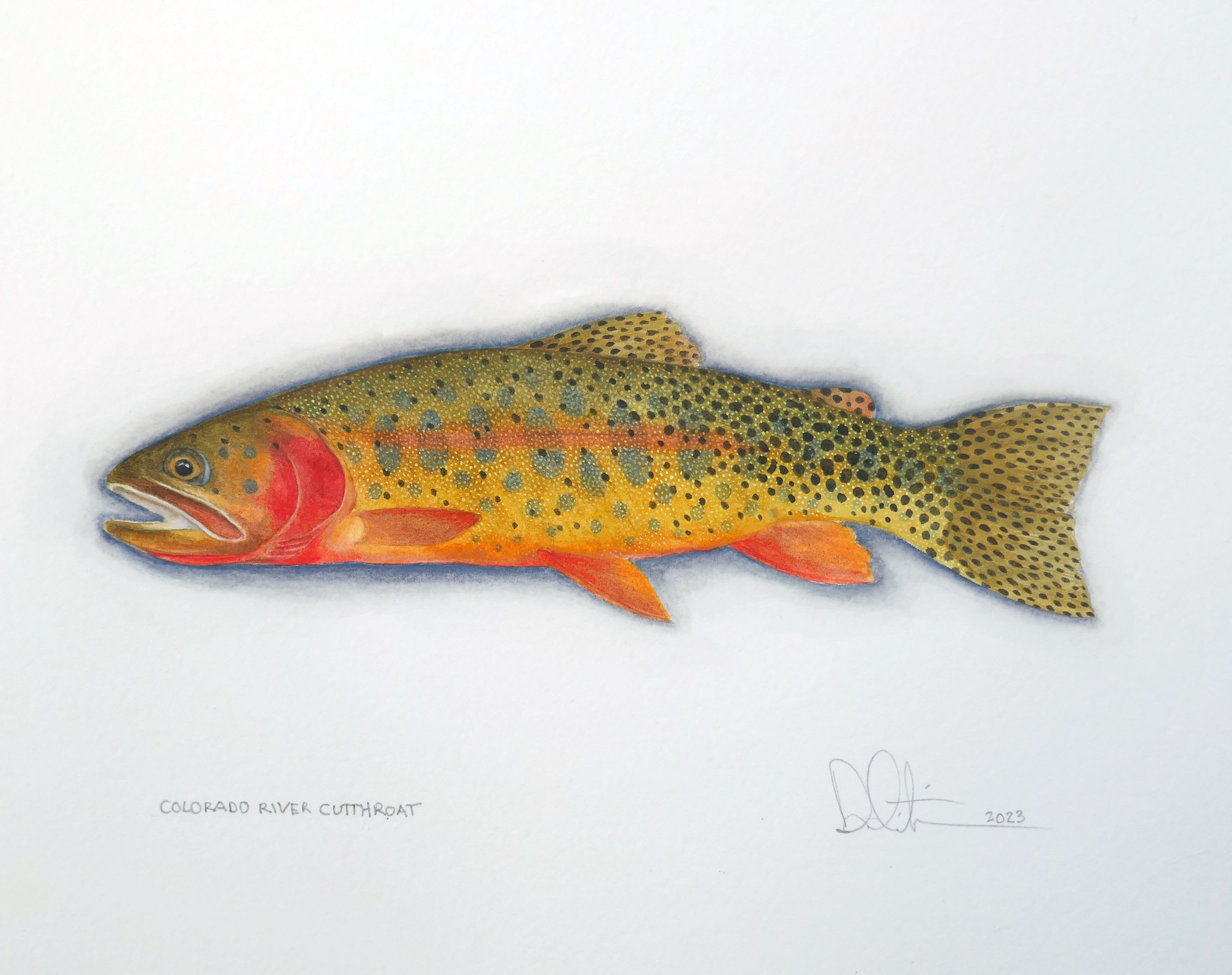 Colorado River Cutthroat Watercolor 2021