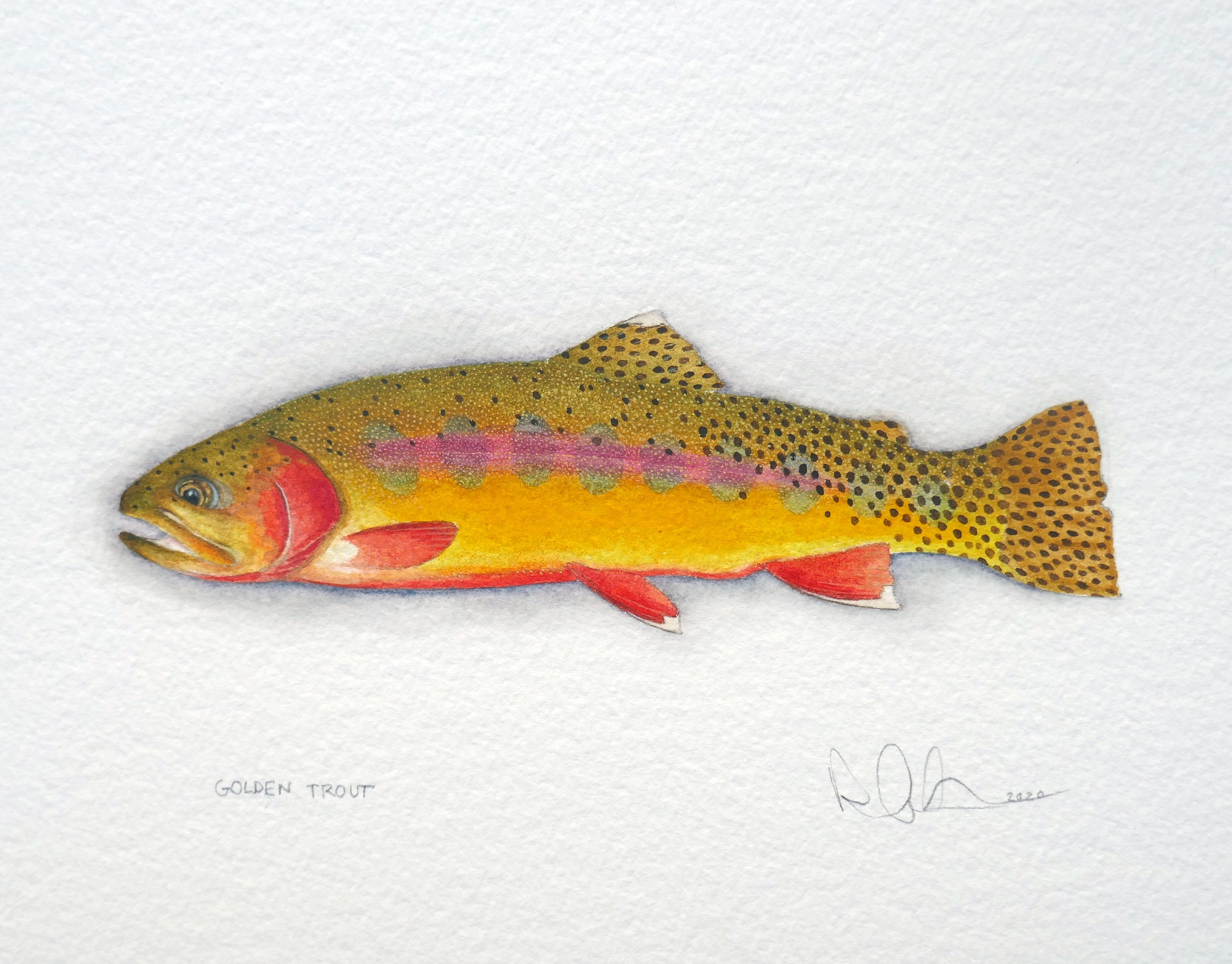 Golden Trout Watercolor 2021