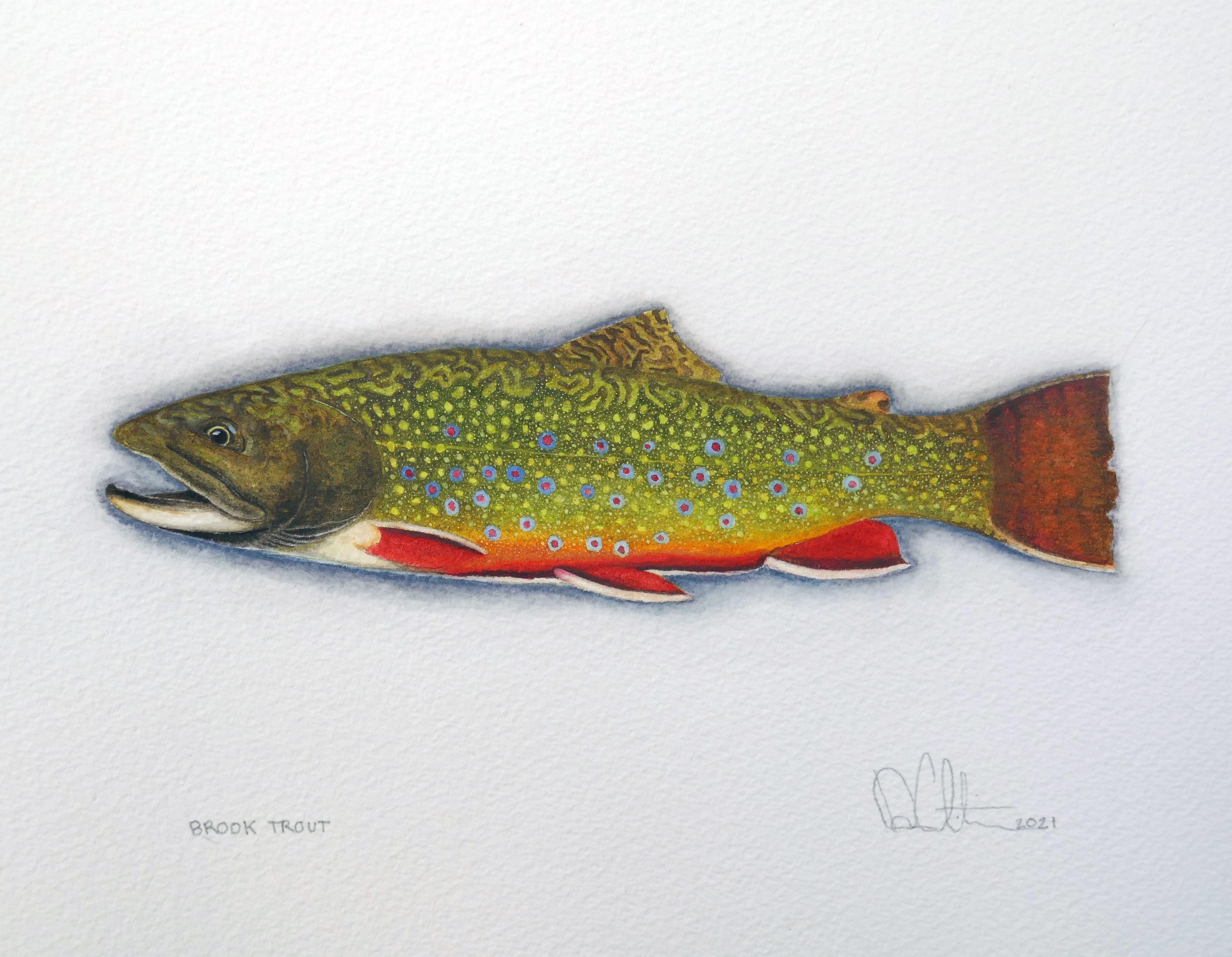 Brook Trout Watercolor 2021