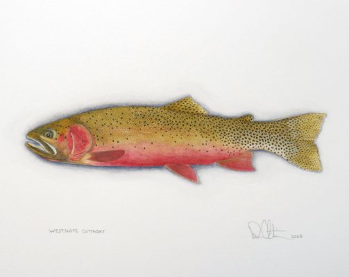 Price $495.00 unframed-Size 8.5"X11" Westslope Cutthroat Watercolor 2022