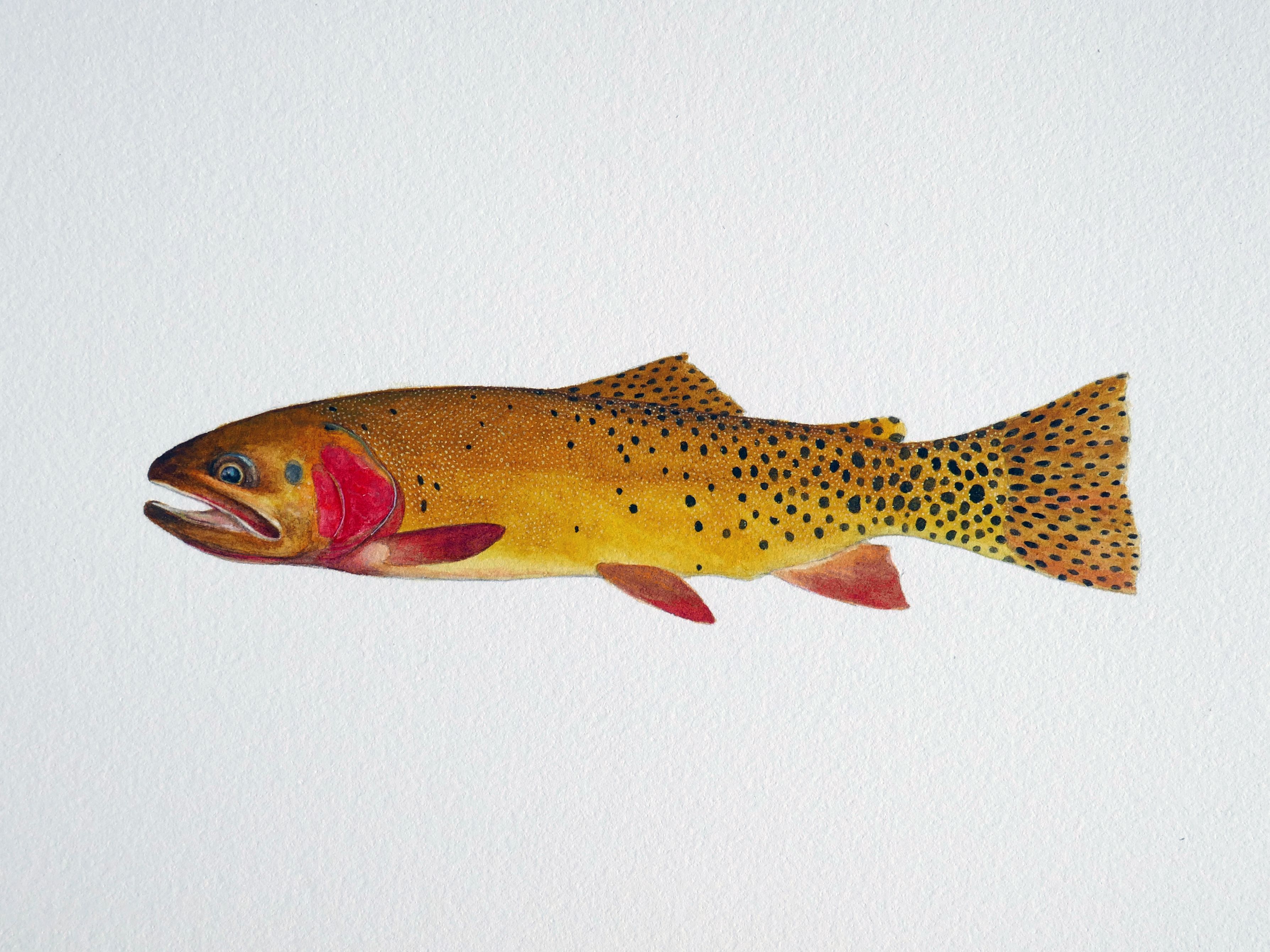 Yellowstone Cutthroat Limited Edition Print