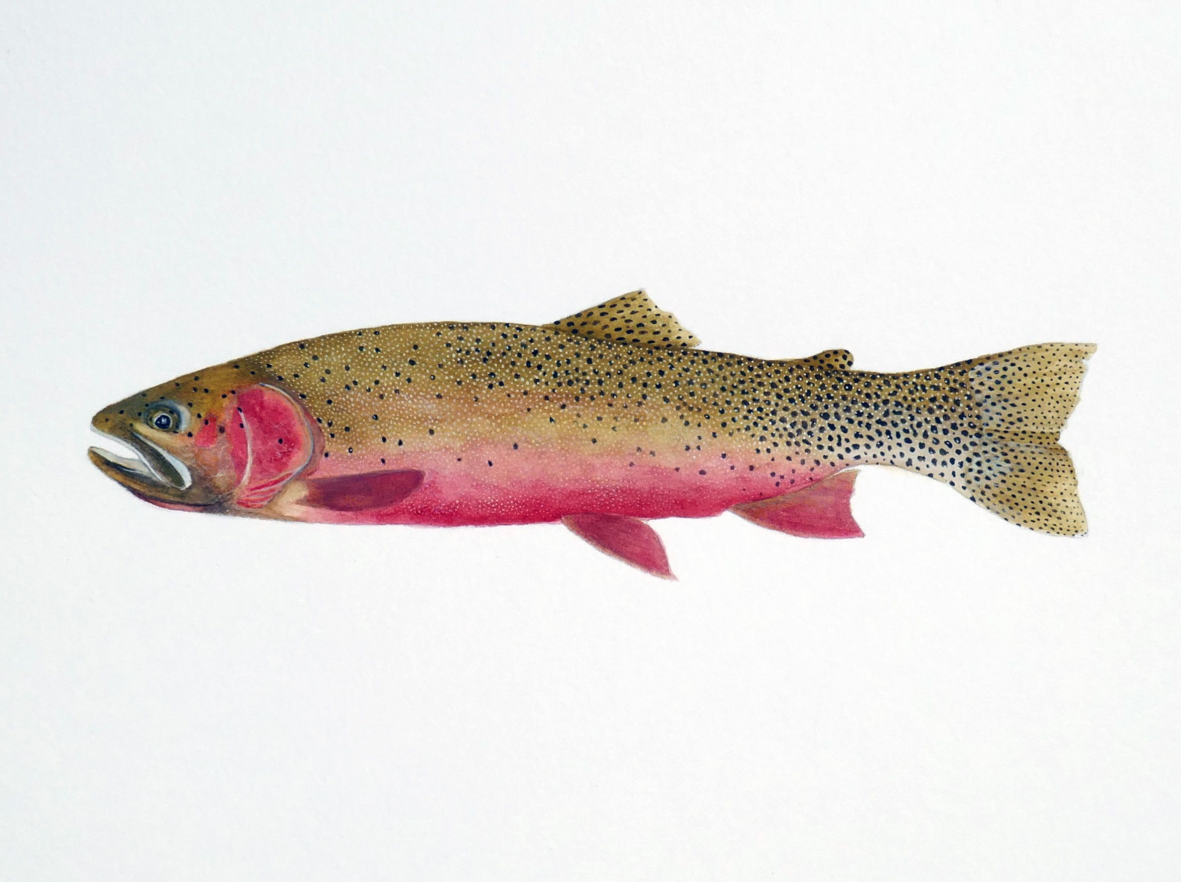 Westslope Cutthroat Watercolor