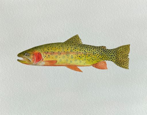 Rio Grande Cutthroat Trout Watercolor
